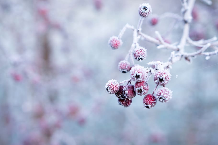 frozen berries, berries, berry, cold, frozen, nature, outdoor, red, red berries, tree