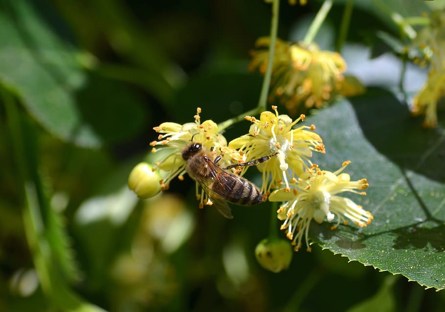 lebah, carnica, linde, kostum madu, bunga linden, tanaman lebah, lebah madu, serangga, layak tinggal di chemnitz, alam