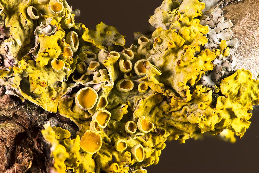 weave, symbiosis, mushroom, algae, fouling, branch, close up, yellow, close-up, nature