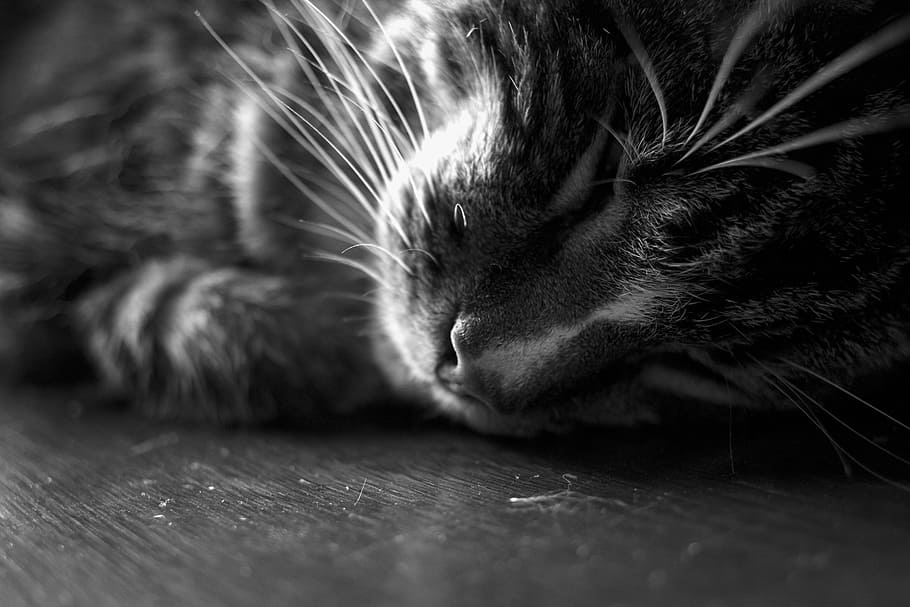cat-kitten-sleep-sleeping.jpg