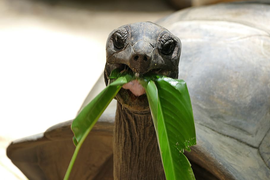 turtle, giant tortoise, seychelles, reptile, panzer, tortoise, armored, zoo, galápagos giant tortoise, tortoise shell