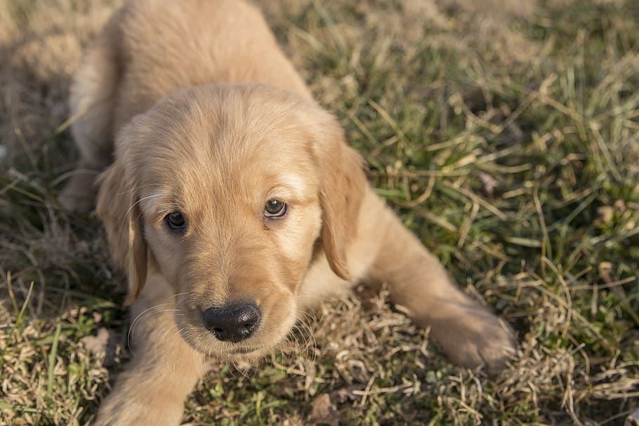 golden retriever, puppy, young, dog, pet, animal, retriever, cute, fur, playful