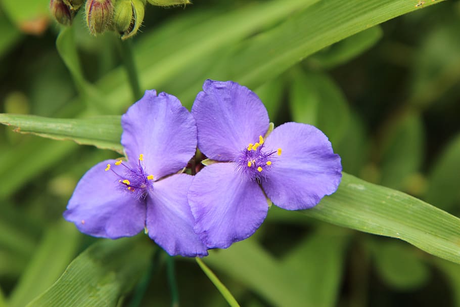 floración, flor morada, color morado, flores, jardín, flor, planta  floreciendo, planta, belleza en la naturaleza, pétalo | Pxfuel