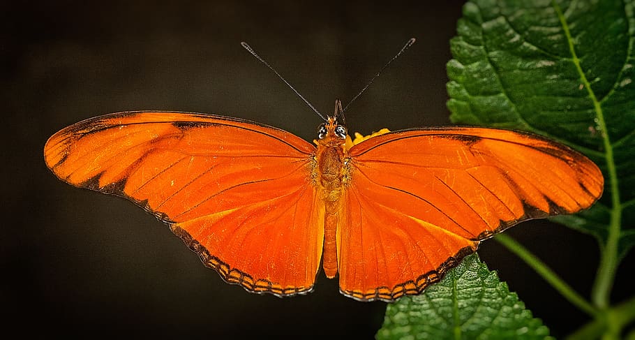 butterflies, orange colors, insects, animals, the insect, summer, flower,  beautiful, orange color, insect | Pxfuel