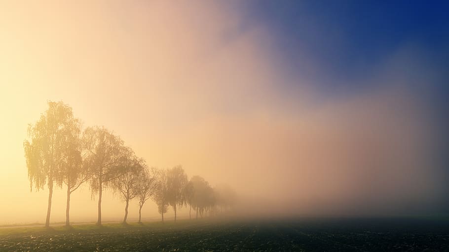 dawn, light, trees, fog, landscape, nature, field, meadow, arable, morning