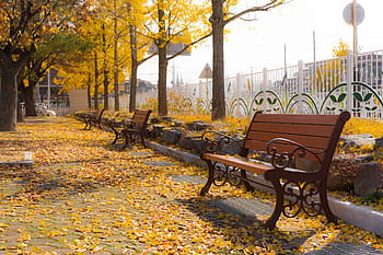 autumn-ginkgo-bench-royalty-free-thumbna