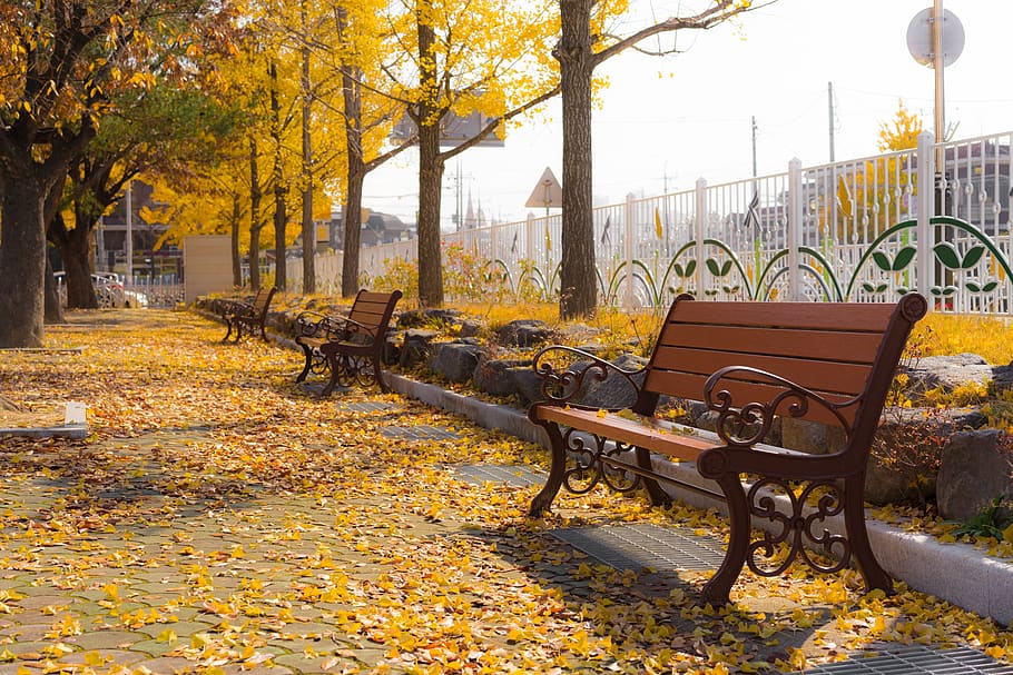 autumn, ginkgo, bench, yellow, autumn leaves, maple leaf, change, seat, plant part, leaf