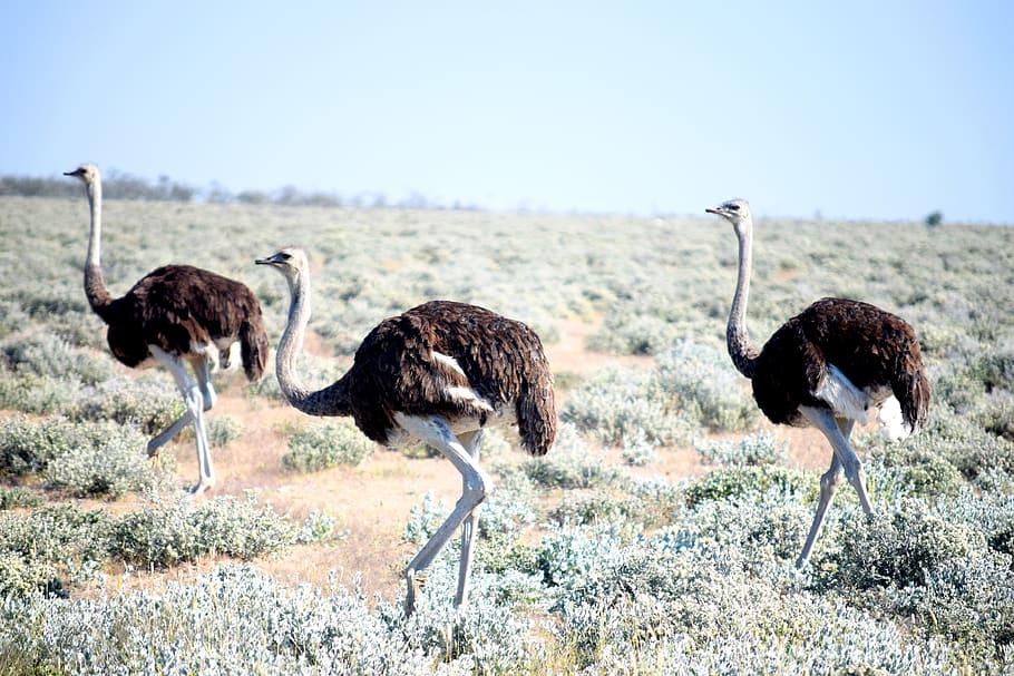 ostrich, birds, animal, wildlife, long, neck, male, safari, travel, tourism