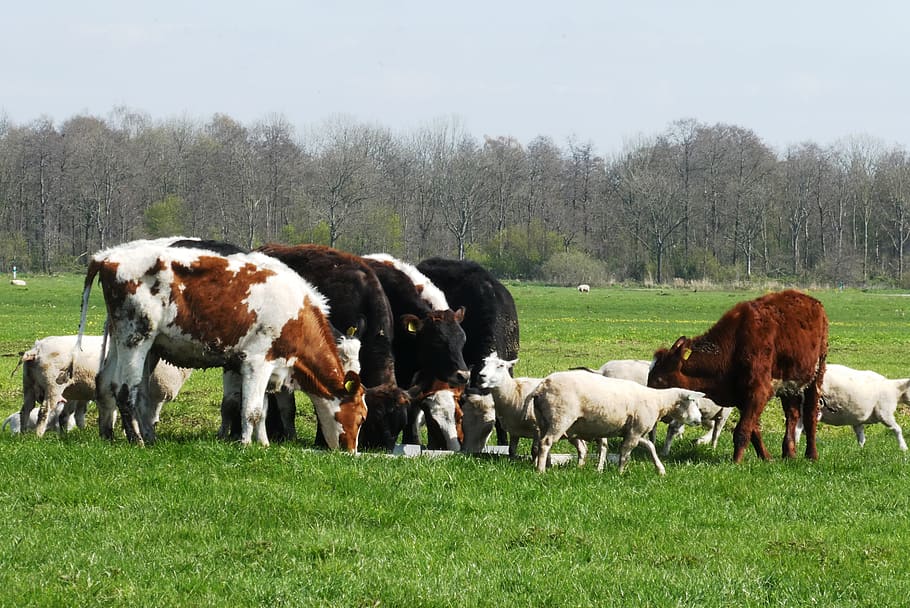 calves, sheep, lambs, spring, polder, pasture, whey, animals, nature, farm