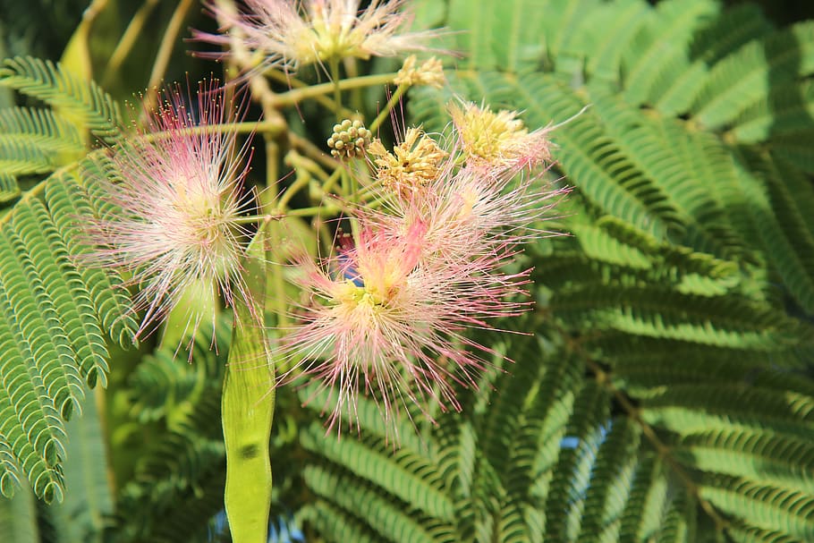 silk tree, mimosa of constantinople, shrub, flowering, green color, plant, growth, beauty in nature, freshness, close-up