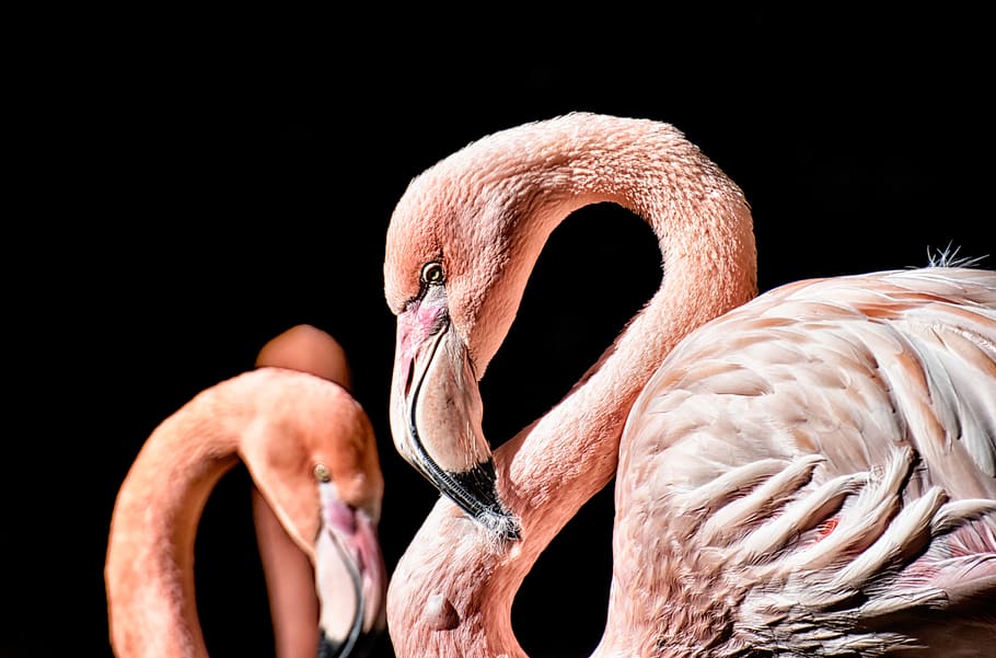 flamingo, burung, warna-warni, bulu, kebanggaan, tierpark hellabrunn, tema binatang, hewan, vertebrata, satwa liar