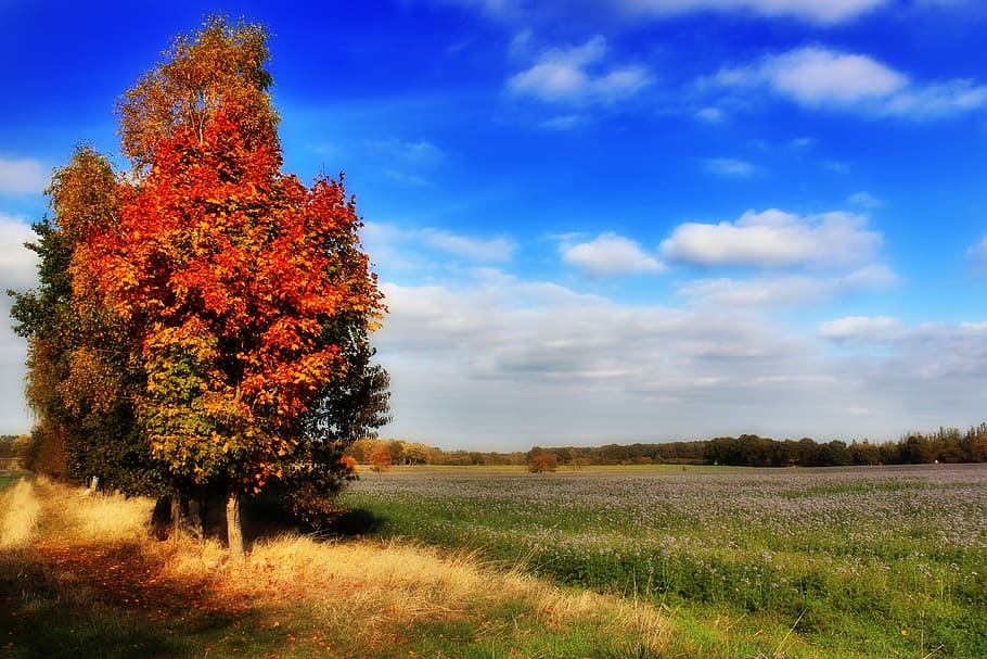 autumn, trees, leaves, sky, clouds, blue sky, orange, landscape, red, fall foliage