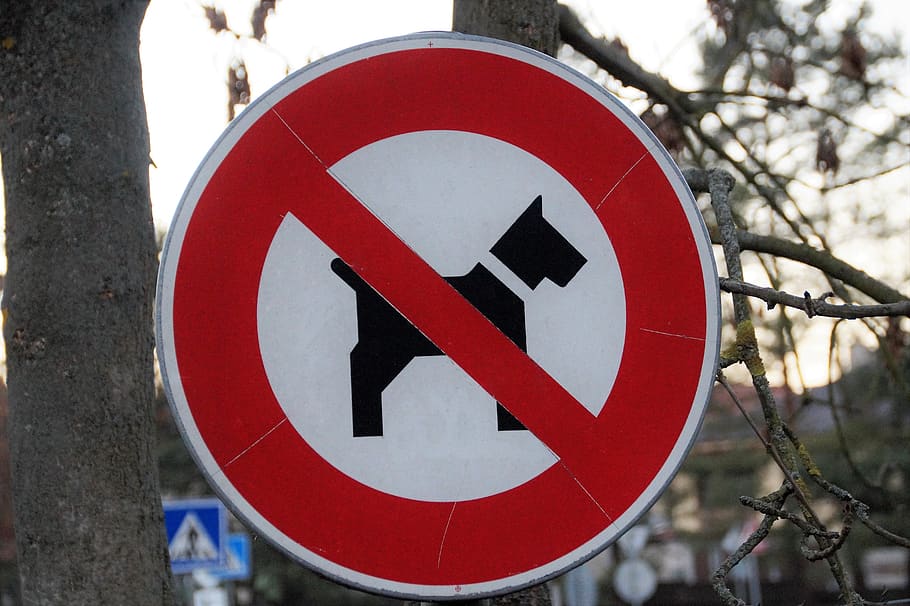merek, larangan, masukan, anjing, dilarang, tanda, ikon, jangan masukkan, tanda jalan, komunikasi