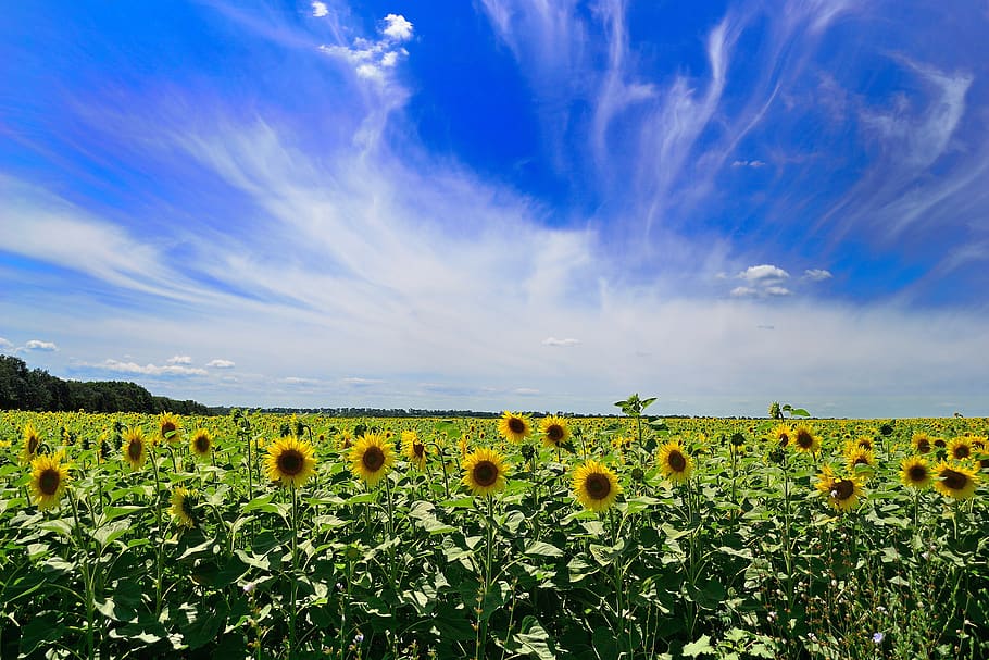 sky, summer, clouds, landscape, weather, nature, blue, ukraine, sunflower, flowers