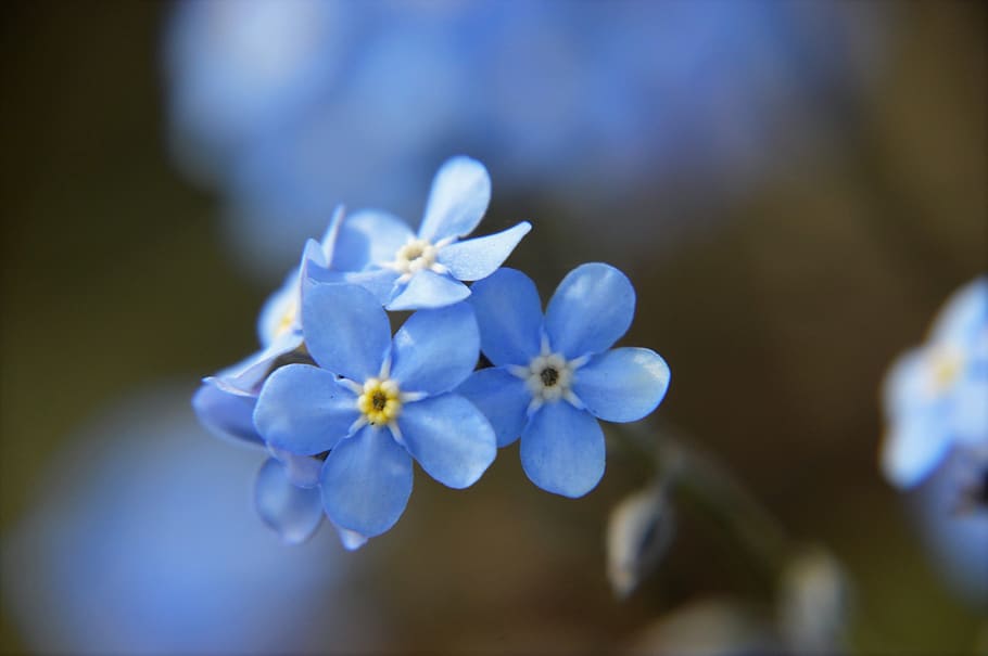 myosotis, blue, flower, spring, flowering, plant, branch, seasonal, botany, flora