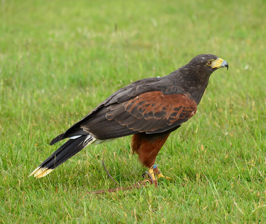 Harris Hawk, ave de rapina, pássaro, bico, predatória, selvagem, caçador, falcoeiro, ornitologia, falcoaria