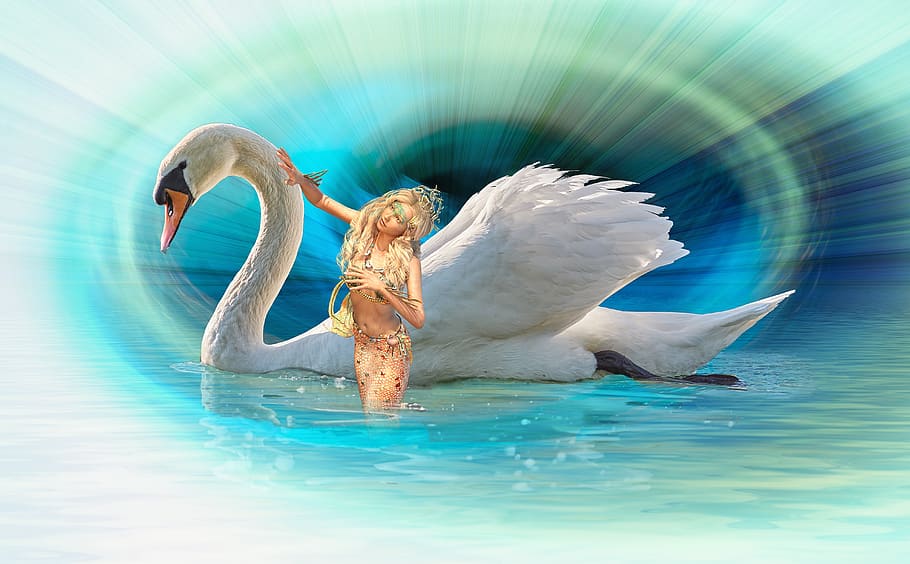 fantasy, swan, mermaid, body of water, swimming, sea, nature, animal themes, bird, animal
