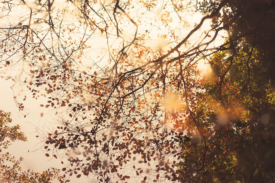 cielo, árbol, hoja, otoño, naturaleza, planta, belleza en la naturaleza, rama, tranquilidad, luz solar