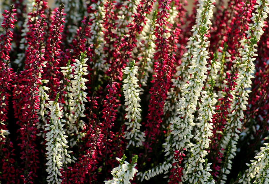 heather, colored, white - red, autumn, nature, in the fall, plant, decoration, flower, flowering plant