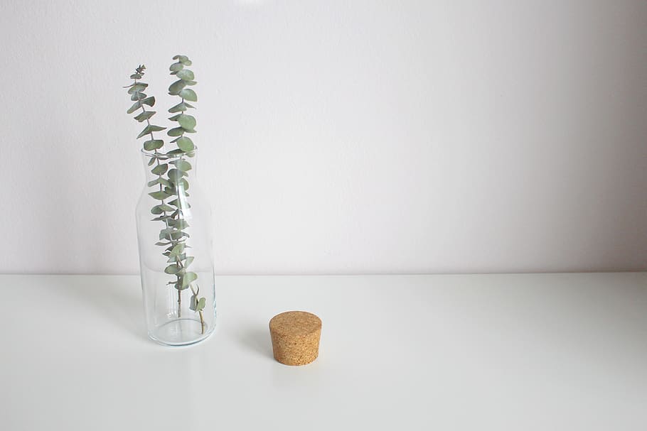 eucalyptus, leaves, vase, decoration, glass, leaf, nature, eucalyptus leaves, minimalist, budget