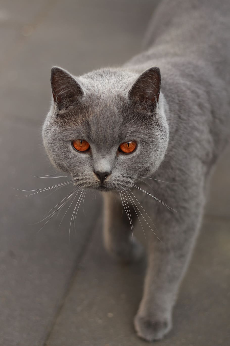 Породы кошек серого цвета