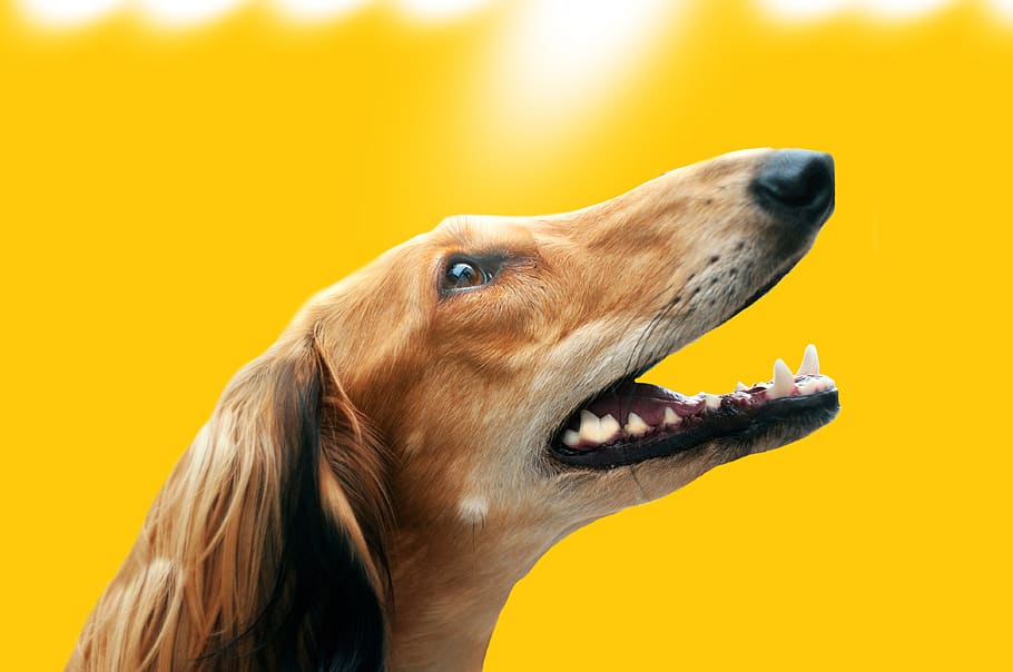 dog, saluki, greyhound, animal, race, portrait, light, yellow, pics, one animal