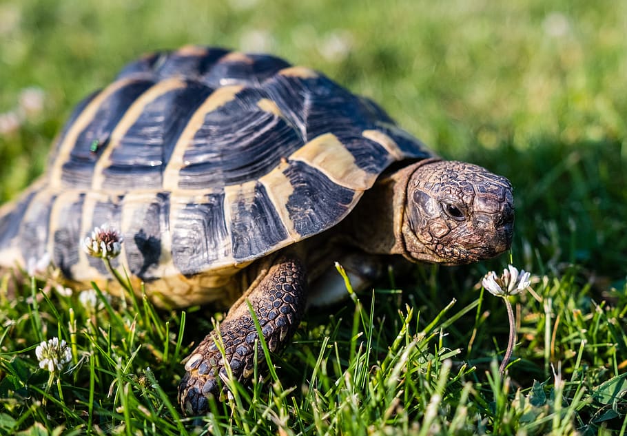 turtle, greek tortoise, reptile, animal, armored, tortoise shell, baby turtle, young animal, tortoise, creature