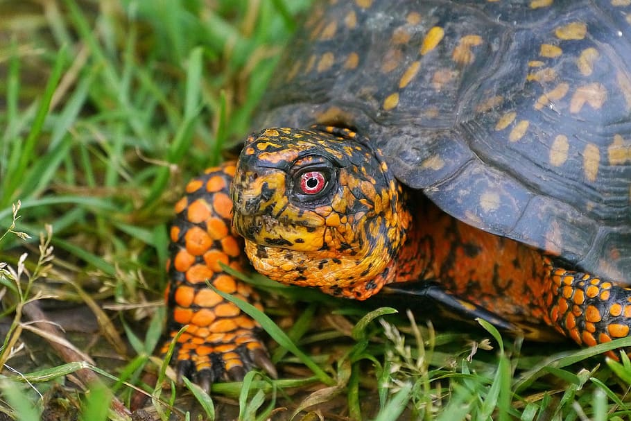 closeup, eastern, box turtle, crawling, along, grassy, field., land turtles, eastern box turtle, orange turtle