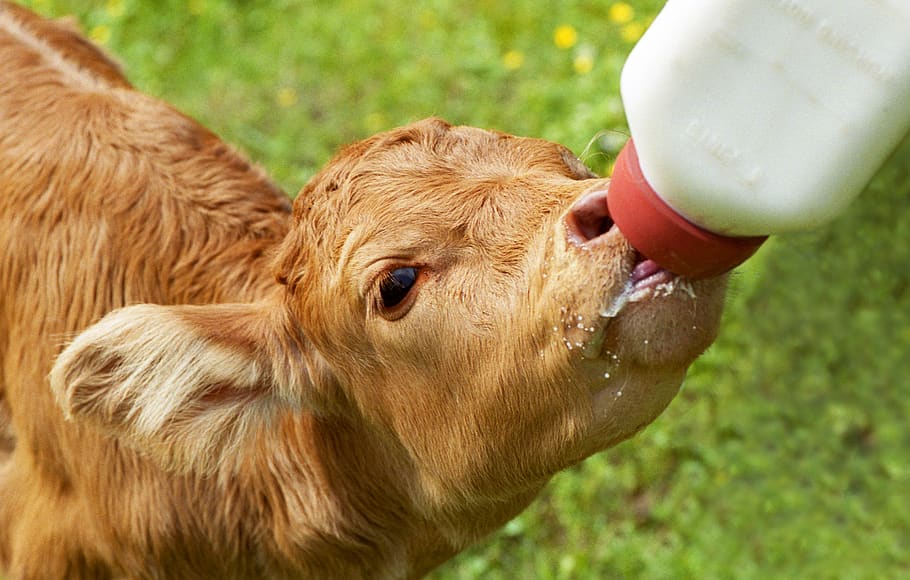 calf, bottle fed, nursing calf, brown calf, farm, cattle, rural, grass, pasture, cute