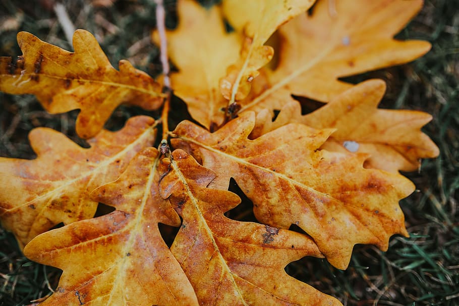 musim gugur, daun, tanah, kuning, ponsel, smartphone, coklat, bagian tanaman, perubahan, close-up