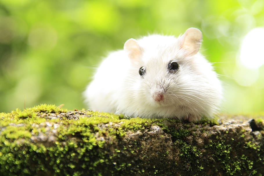 hamster, mouse, animals, pet, rodent, creature, small, nature, animal, mammal
