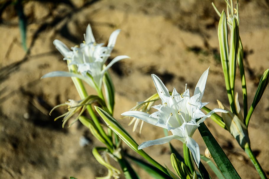 naturaleza, lirio, mar, salento, playa, planta, flor, planta floreciendo,  belleza en la naturaleza, nadie | Pxfuel