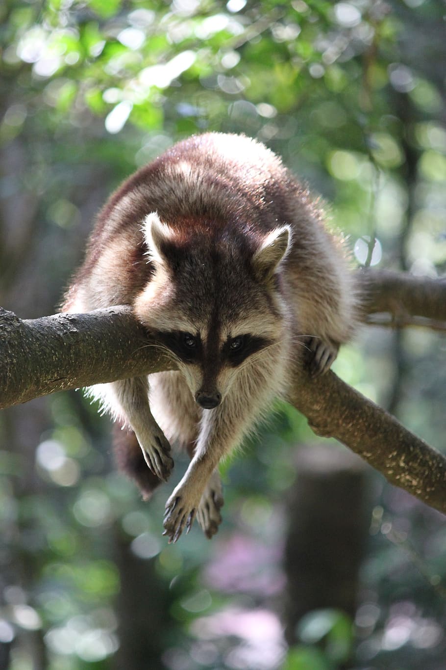 zoo, guadeloupe, racoon, tropical, view, colorful, color, france, west indies, caribbean