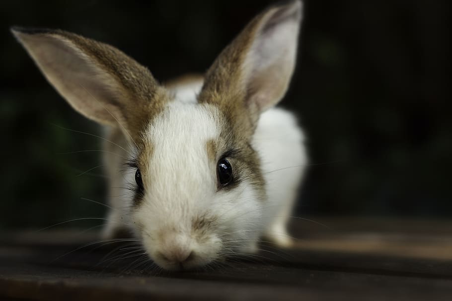 bunny, rabbit, pet, animal, hare, curious, mammal, one animal, animal themes, close-up