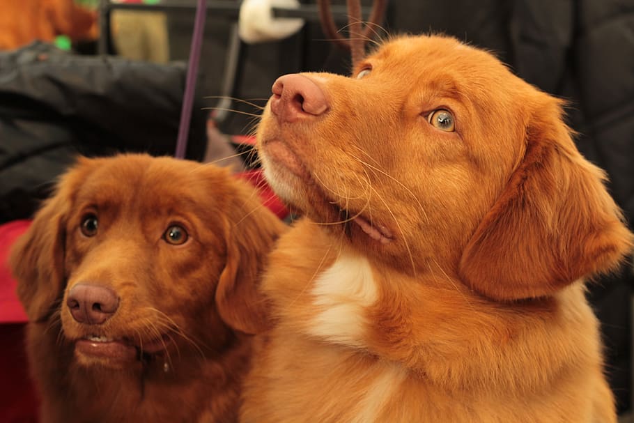 dogshow, tollers, nova scotia duck tolling retriever, pet, dog, attentive, face, dog-photography, duo, domestic
