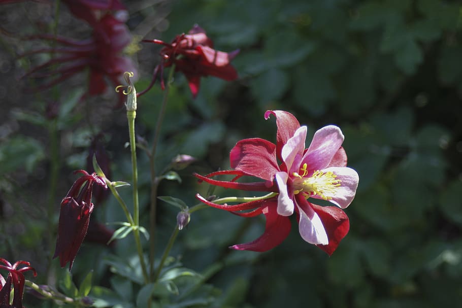 columbine, red, white, pink, nature, flower, spring, bloom, colorful, petals