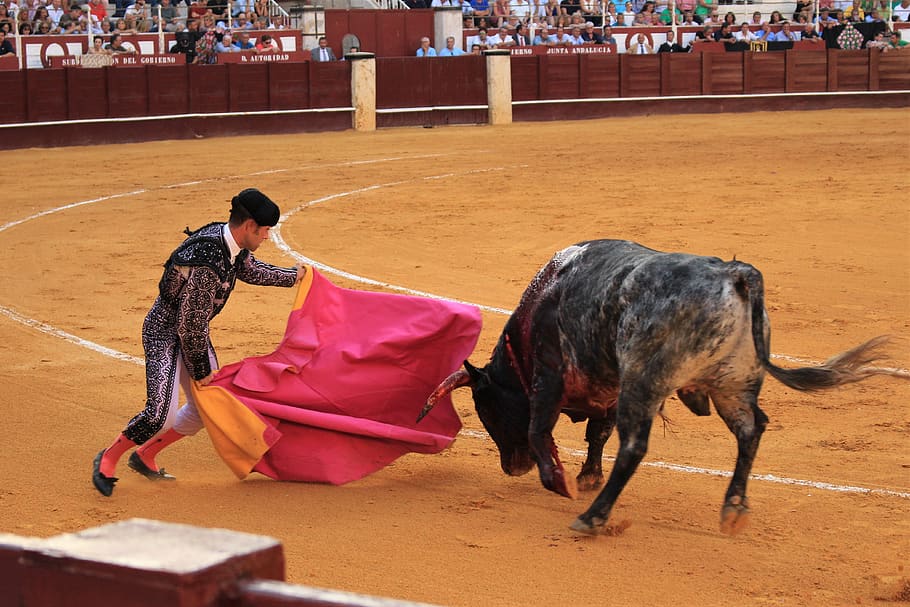 bull fighting, spain, torero, andalusia, arena, animal welfare, fight, courageous, costume, real people