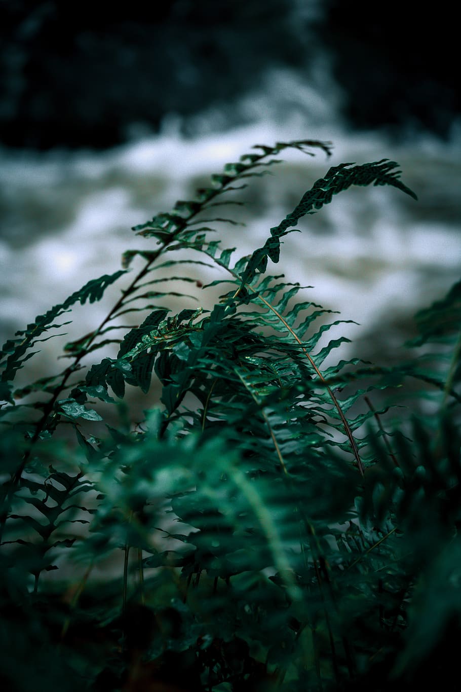 fern, nature, green, plants, leaves, plant, environment, foliage, texture, spring