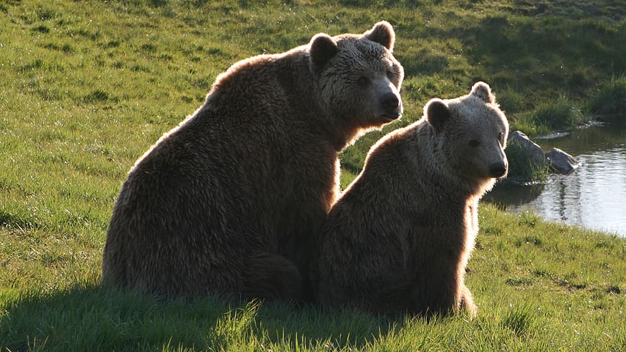brown bears, the scandinavian wildlife park, kolind, århus, denmark, mammal, animal, grass, group of animals, animal themes