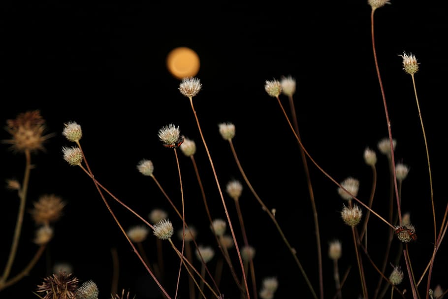 night, month, fullmoon, sky, plant, dark, nature, growth, flower, fragility
