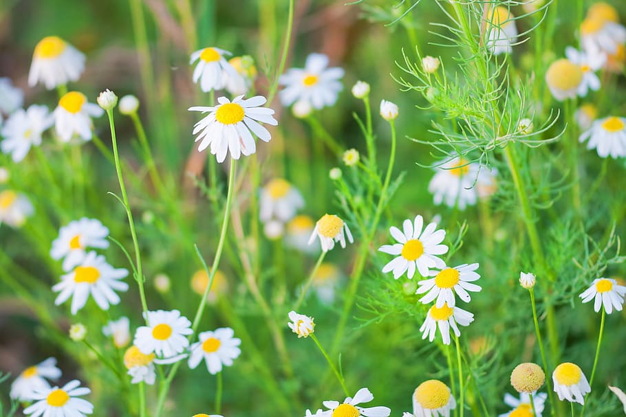 camomile, daisy, field, outdoor, closeup, sunlight, meadow, natural, many, green