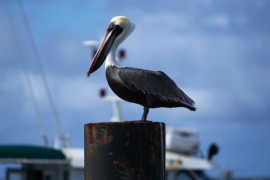 animals, birds, pelican, perched, wood, stump, yacht, dock, pier, bokeh