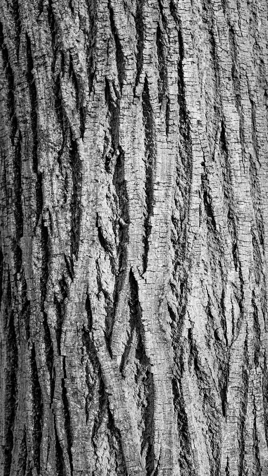bark, break, contrast, curves, furrow, line, nature, oak, texture, tree