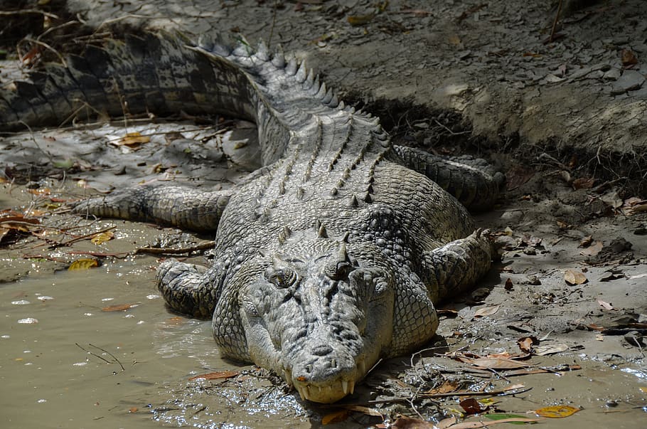 crocodilo de água salgada, estuarino, ginga, réptil, carnívoro, crocodilo, predador, aquático, pântano, perigoso