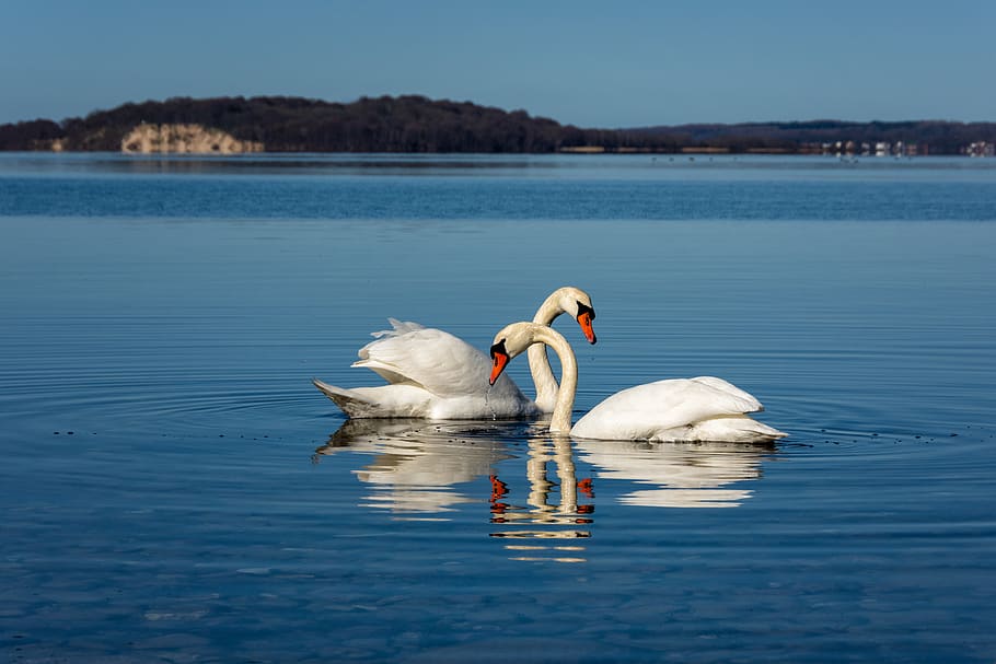 swan, pair, love, rügen, baltic sea, two, lake, wave, horizon, romance