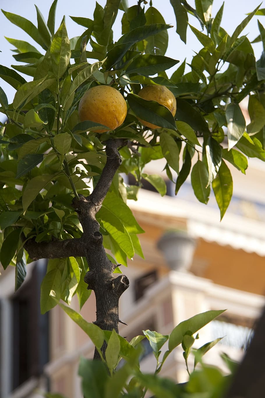 tree, lemon, fruit, food, citrus, ripe, plant, growth, leaf, plant part