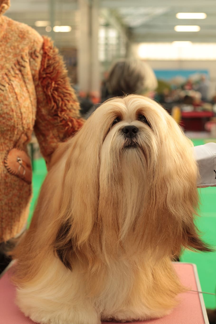 dogshow, lhasa apso, cão, animal de estimação, acesso remoto, raça do cão, ela, retrato, de cabelos compridos, mamífero