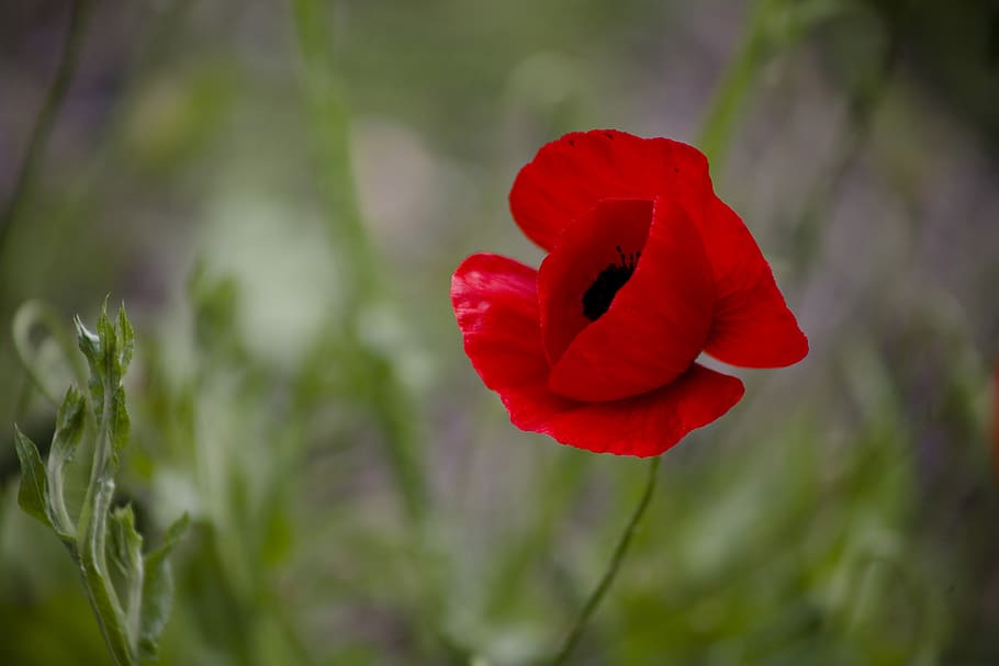 papaver rhoeas, flower, poppy, nature, red, plant, spring, color, summer, chan