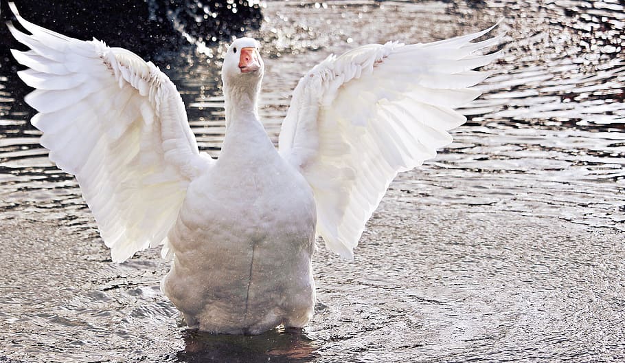 goose, domestic goose, poultry, animal, bird, duck bird, nature, water, waters, animal world