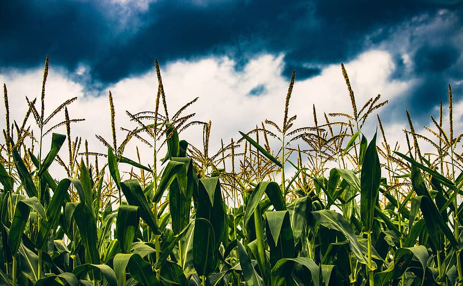 crops, corn, agriculture, wheat, food, nature, crop, cereals, cereal, gold